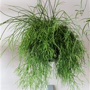 Rhipsalis Hanging Plant (Large)